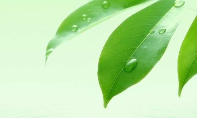 Chiếc lá non (Bài đọc hiểu tiếng Việt lớp 3 - đề số 32) 